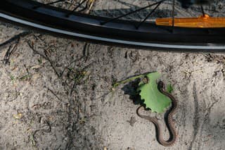 A small snake was injured under a bicycle wheel.