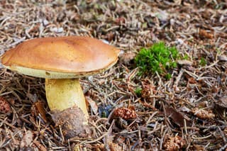 Imleria badia - edible mushroom. Fungus in the natural environment. English: bay bolete