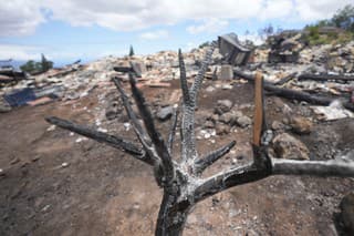 Zhorený strom stojí pred zničeným domom po lesnom požiari v meste Kula, na Havaji 15. augusta 2023.