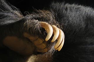 Black bear paw with claws, Bear paw.