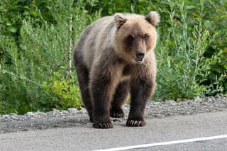 Hungry Kamchatka brown bear (Ursus arctos piscator) standing on roadside of asphalt road, heavily breathing, sniffing and looking around. Kamchatka Peninsula, Eurasia, Russian Far East.