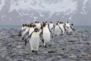 A group of king penguins walking on the beach of Salisbury Plains. South Georgia, Antarctica.
