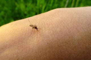 mosquito (Culex pipiens) on a human hand sucking blood