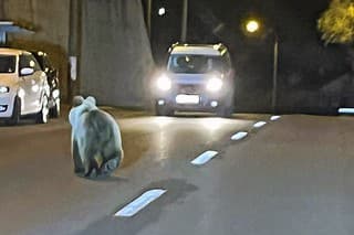 Medveďa pobehujúceho po Sásovej v B. Bystrici nafotili v pondelok večer. 