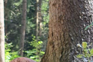 Turistke Jane sa v lese pri Považskej Bystrici podarilo odfotiť takéto krásne dubáky.