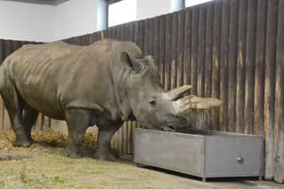 Zoo v