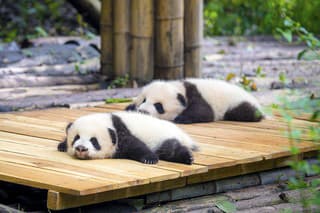 Usilovné drobce: Pri narodení majú malé pandy okolo 150 g, v čase prvých narodenín môžu vážiť až 34 kíl