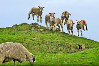 Ovce v