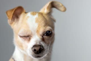 Chihuahua winks as if to say "okay"