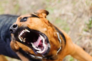 angry dog with bared teeth