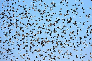 Migrácia vtáctva je nádherným divadlom.