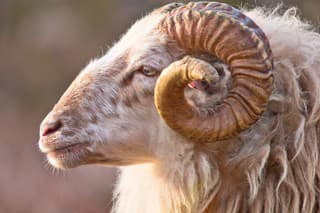 Male long-tailed sheep portrait sideview