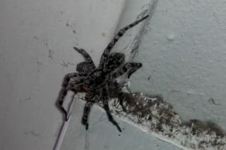 Ria odfotila rovnakého pavúka pri vchodových dverách.