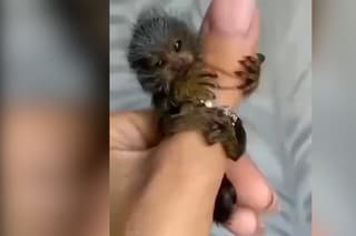 Dnes už nič krajšie neuvidíte: Táto malá opička sa za nič na svete nechce pustiť prsta