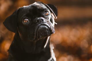 A portrait of a cute black domestic pug in a leash jacket posing in nature