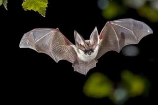 Flying bat hunting in forest. The grey long-eared bat (Plecotus austriacus) is a fairly large European bat. It has distinctive ears, long and with a distinctive fold. It hunts above woodland, often by day, and mostly for moths.