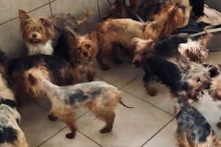 Enviropolícia obvinila 51-ročnú ženu z Bratislavy zanedbala starostlivosť o 65 psov. 