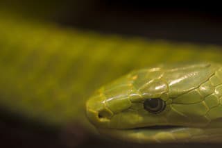 The eastern green mamba (Dendroaspis angusticeps), also known as the common mamba, East African green mamba, green mamba, or white-mouthed mamba, is a large and highly venomous tree-dwelling snake species of the mamba genus Dendroaspis. This snake mostly inhabits the coastal regions of southern East Africa. 