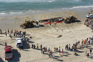 Experti sa usilujú určiť príčinu smrti veľryby nájdenej na pláži v Kalifornii.
