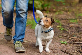 Jack Russell Terrier walking through forest by path