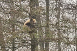Medveďovi sa nechce zísť zo stromu.