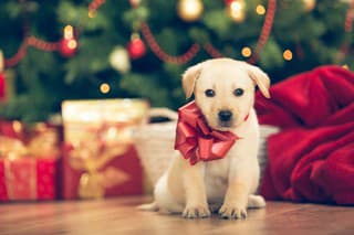 Christmas puppy - cute little labrador retriever wit red bow around his neck in front of the christmas tree.