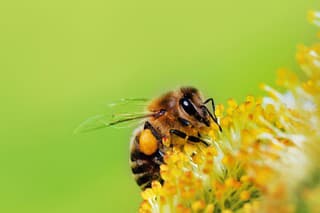 Univerzitné včely majú k dispozícii pestrú záhradu.