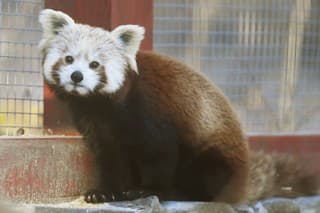 Koncom roka 2023 doviezli do košickej zoo z poľskej zoo Lodž samičku pandy červenej.