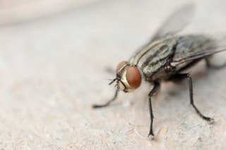 Macro shot of fly. Live house fly