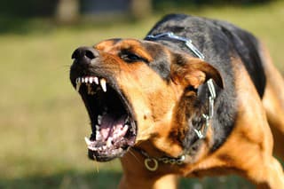 Ľudia často na Kolibe „venčia“ takéto  agresívne plemená psov bez náhubkov. 
