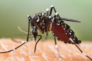 Aedes albopictus Mosquito. Super macro close up a Mosquito sucking human blood,