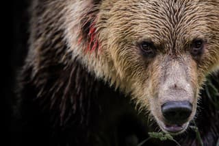 Male bear bloodied after fight. Large Carpathian brown bear portrait. Wild animal.