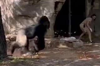 Gorila zaútočila na bezbranné ošetrovateľky.