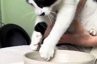 Mačku Momo tvorenie z keramiky veľmi baví.