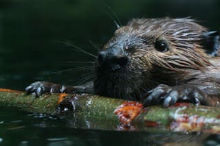 A beaver building a dam.