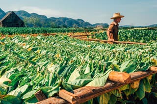 Pestovanie tabaku vo veľkom ovplyvňuje zmena klímy (ilustračné foto).