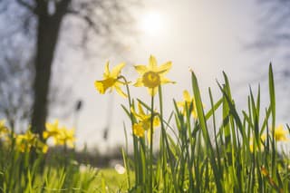 Narcis je obľúbenou jarnou kvetinou (ilustračné foto).
