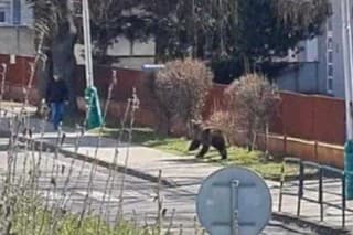 Útok medveďa zachytili na video.