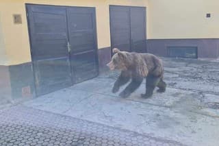 Fotografiu medveďa v Liptovskom Mikuláši zverejnila stránka Liptov112.sk