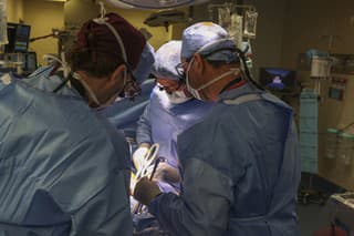 Tím chirurgov prvýkrát v histórii vykonal úspešnú transplantáciu geneticky modifikovanej obličky prasaťa ľudskému pacientovi v Massachusettskej všeobecnej nemocnici 16. marca 2024 v Bostone.