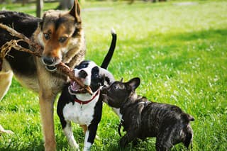 Three friendly happy playing dogs in summer park. German shepherd, american staffordshire terrier and french bulldog holding one stick. Different dog breeds have fun together.