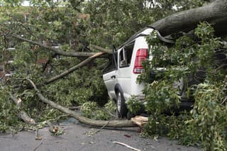 Car trapped under fallen tree after wind storm