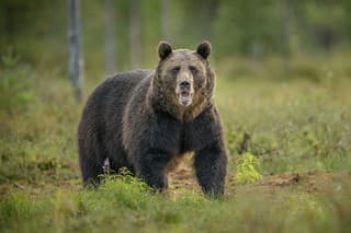 Statného medveďa najprv postrelil hubár, následne aj poľovníci, no vypátrať sa ho nepodarilo a zranená šelma unikla do lesov. (ilustračná snímka)