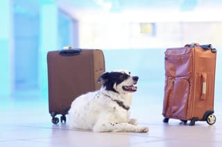 Border collie guards suitcases in the airport lounge