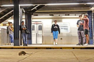 Cestujúcim na zastávkach newyorského metra robia spoločnosť potkany