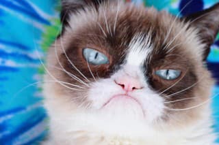 Grumpy Cat sa preslávila po celom svete.