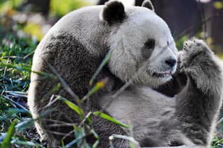 Prvá hnedo-biela medvedica bola objavená v roku 1985.