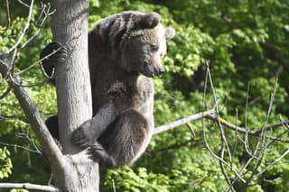 V košickej zoo sa v januári narodilo medvieďa matke Xene a otcovi Filipovi, kolektív ošetrovateľov ho pomenoval Ares.