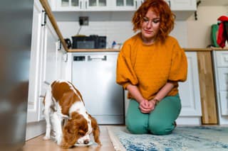 lady feeding her dog , cozy kitchen interior, panorama, copy space. Healthy nutritive full of vitamins and minerals dog food