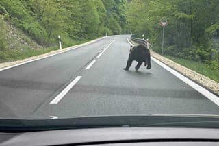 V okolí obce Košická Belá zaznamenali pohyb medveďa.
